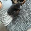 Puppies for sale Portugal, Lisbon German Shepherd Dog