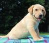 Puppies for sale Greece, Athens Labrador