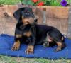 Puppies for sale Cyprus, Nicosia Doberman