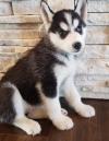 Puppies for sale Germany, Munich Haski