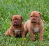 Puppies for sale Netherlands, Amsterdam Other breed, Dogue De Bordeaux