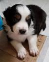 Puppies for sale Italy, Verona Border Collie
