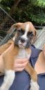 Puppies for sale Cyprus, Paphos Boxer