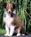 Puppies for sale Ireland, Dublin Sheltie (Shetland Sheepdog)