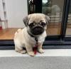 Puppies for sale Italy, Monza Pug