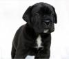 Puppies for sale Italy, Vicenza , Cane Corso