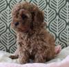 Puppies for sale Cyprus, Limassol , cavapoo