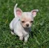 Puppies for sale Netherlands, Arnhem Chihuahua