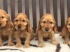 Puppies for sale Netherlands, Dordrecht Cocker Spaniel