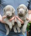 Puppies for sale Belgium, Brussels Labrador