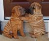 Puppies for sale Cyprus, Limassol Chinese Shar Pei