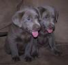 Puppies for sale Portugal, Lisbon Labrador