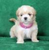 Puppies for sale Cyprus, Limassol Lhasa Apso