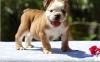 Puppies for sale Belgium, Bruges English Bulldog