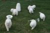Puppies for sale Cyprus, Limassol Japanese spitz
