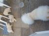 Puppies for sale Finland, Turks Chow Chow