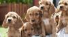 Puppies for sale Cyprus, Larnaca Cocker Spaniel
