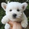 Puppies for sale Belgium, Brussels West Highland White Terrier