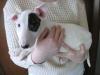 Puppies for sale Germany, Oranienburg Bull Terrier