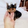 Puppies for sale Ireland, Dublin Yorkshire Terrier