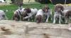 Puppies for sale Germany, Braunschweig German Shorthaired Pointing Dog