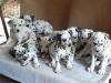 Puppies for sale Germany, Oldenburg Dalmatian