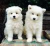 Puppies for sale Poland, Opole , Pomeranian