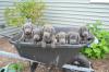 Puppies for sale Netherlands, Maastricht Labrador