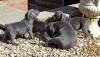 Puppies for sale France, Paris Staffordshire Bull Terrier