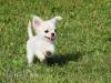 Puppies for sale Germany, Dresden Chihuahua