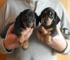 Puppies for sale Belgium, Liege Dachshund