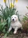 Puppies for sale Finland, Kuopio Golden Retriever