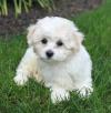 Puppies for sale Netherlands, Groningen Bichon