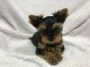 Puppies for sale France, Paris Yorkshire Terrier