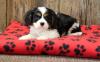 Puppies for sale Belgium, Antwerp King Charles Spaniel
