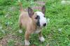 Puppies for sale Portugal, Port Bull Terrier