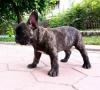 Puppies for sale Greece, Thessaloniki French Bulldog