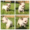 Puppies for sale Cyprus, Protaras Chihuahua