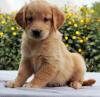 Puppies for sale Romania, Bucharest Golden Retriever