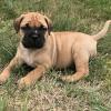 Puppies for sale France, Paris Bullmastiff