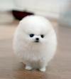 Puppies for sale Germany, Brandenburg Pomeranian Spitz
