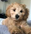 Puppies for sale Netherlands, Hurley , Cockapoo