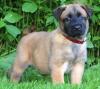 Puppies for sale Cyprus, Nicosia Other breed, belgian malinois