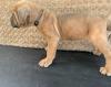 Puppies for sale Netherlands, Rotterdam , cane corso