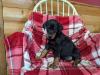Puppies for sale France, Bordeaux Doberman