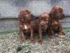 Puppies for sale Sweden, Malmo Irish Setter