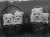 Puppies for sale Belgium, Antwerp Maltese