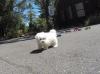 Puppies for sale Denmark, Aalborg Maltese