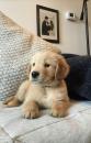 Puppies for sale Netherlands, The Hague Golden Retriever