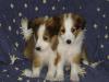 Puppies for sale Belgium, Brussels Sheltie (Shetland Sheepdog)